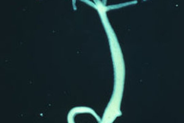 Craken