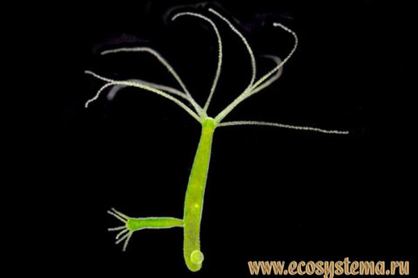 Ссылки на кракен маркетплейс тг