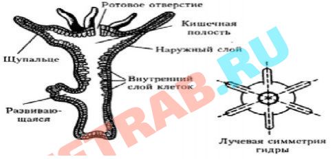 Сайт кракена в торе